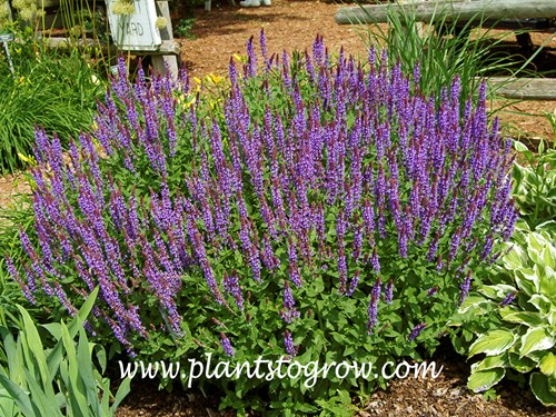 Lubeca Salvia (Salvia nemorosa)
(June 23)